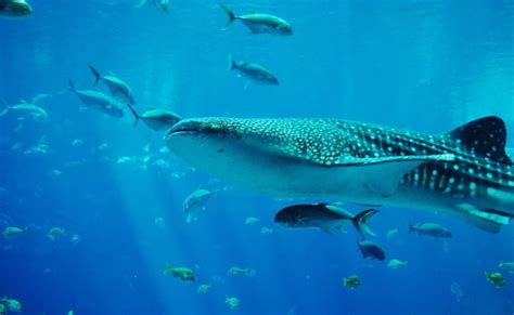 大型魚類|【クジラじゃない】世界で一番大きい魚とは？TOP5をランキン。